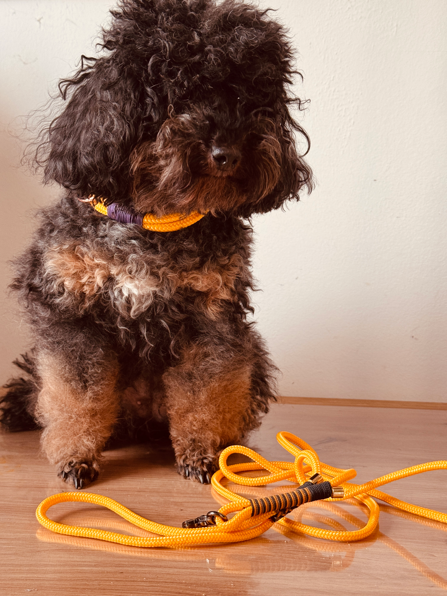 Halsband gelb - schönes Tauhalsband für Hunde mit Scherenkarabiner